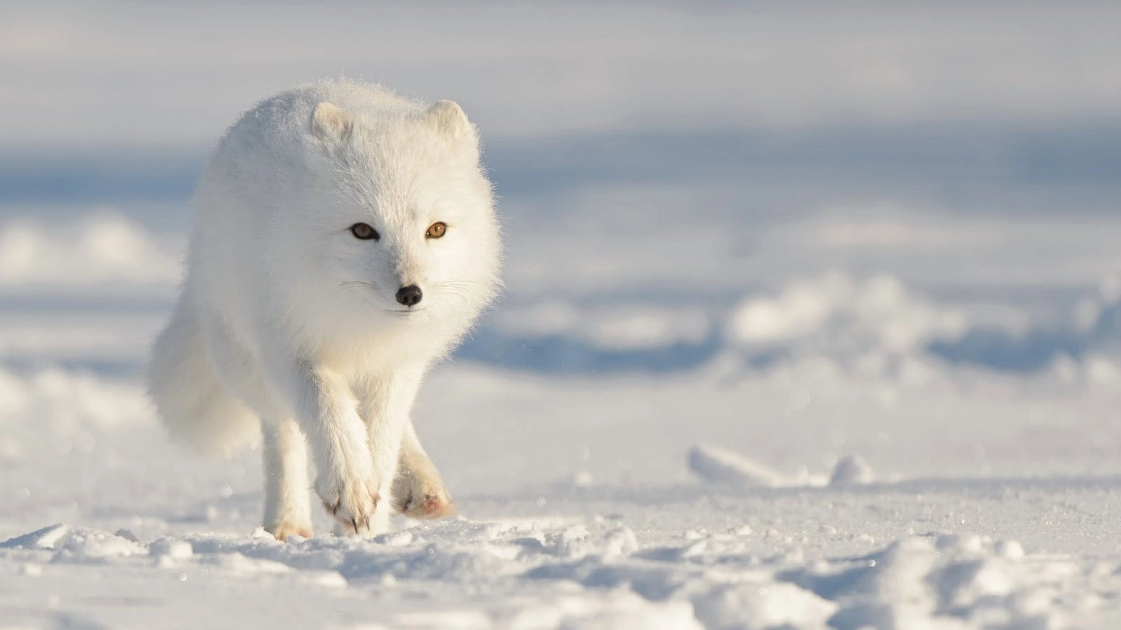 Strange Creatures of the Arctic