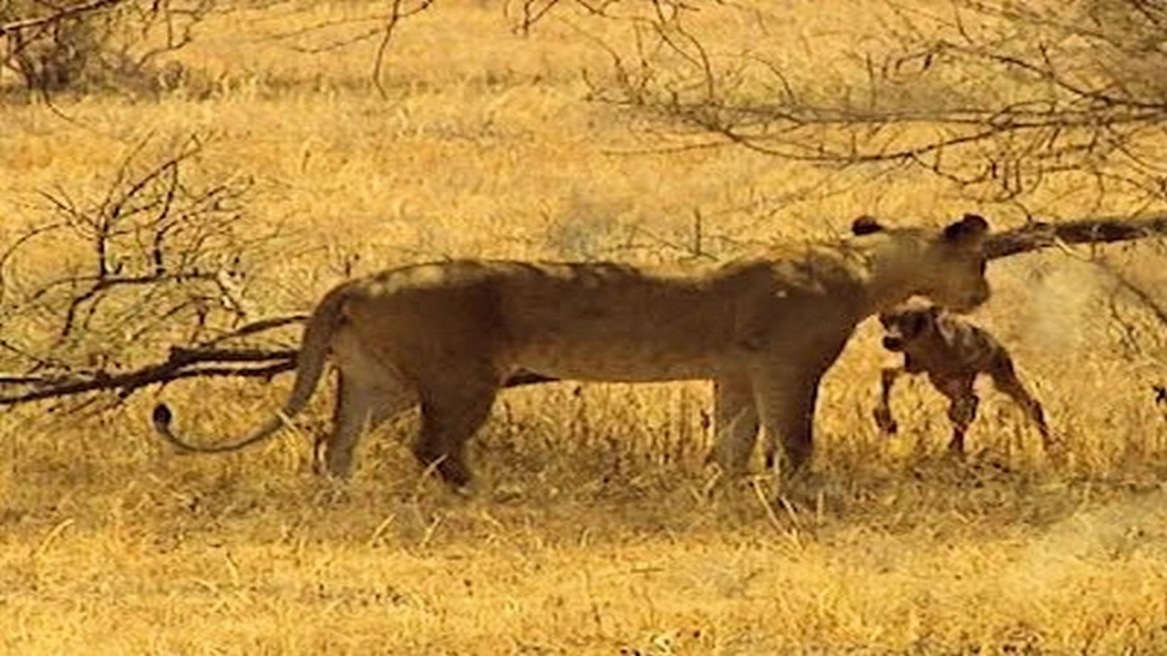 Animals Like Us