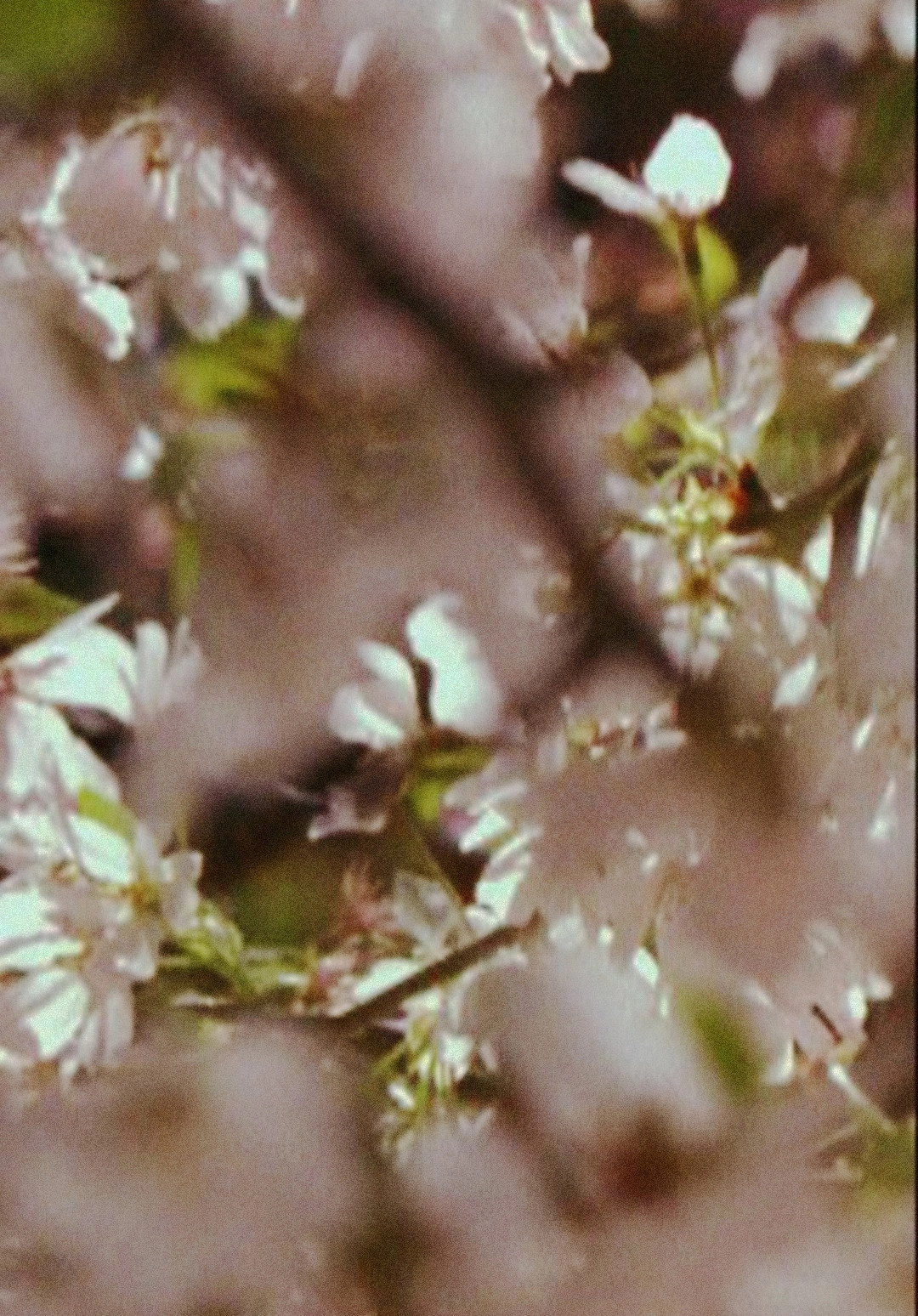 Cascade