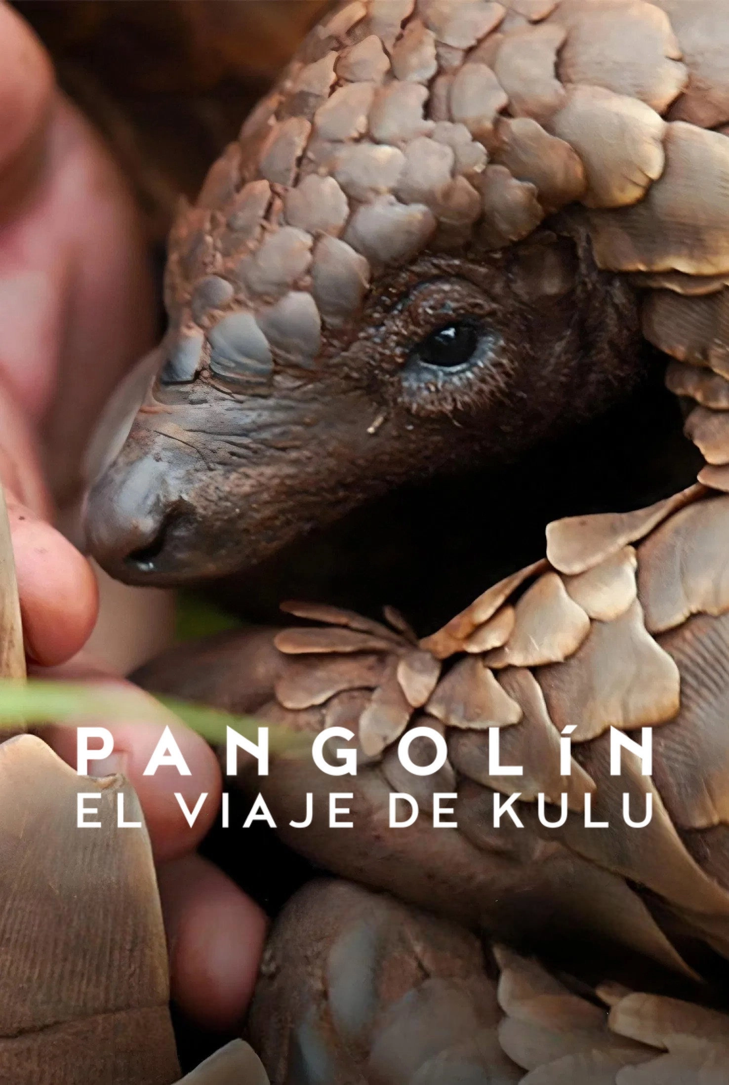 Pangolin: Kulu's Journey
