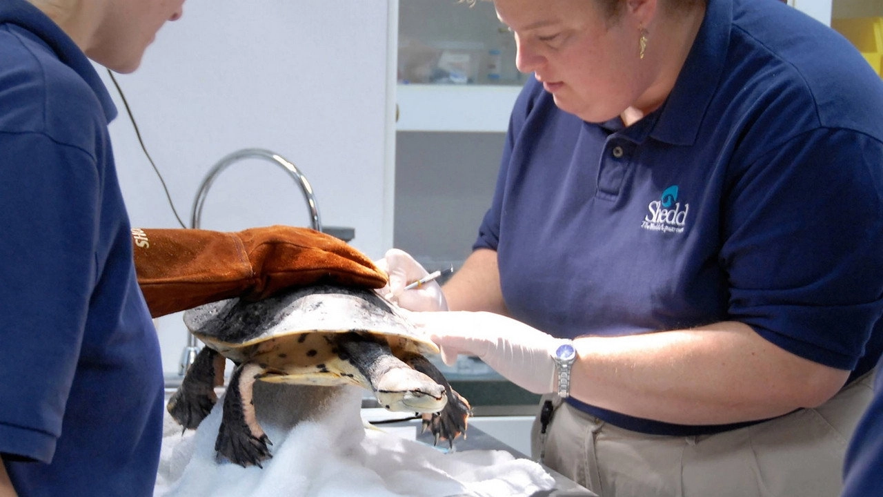 Zoo Vets