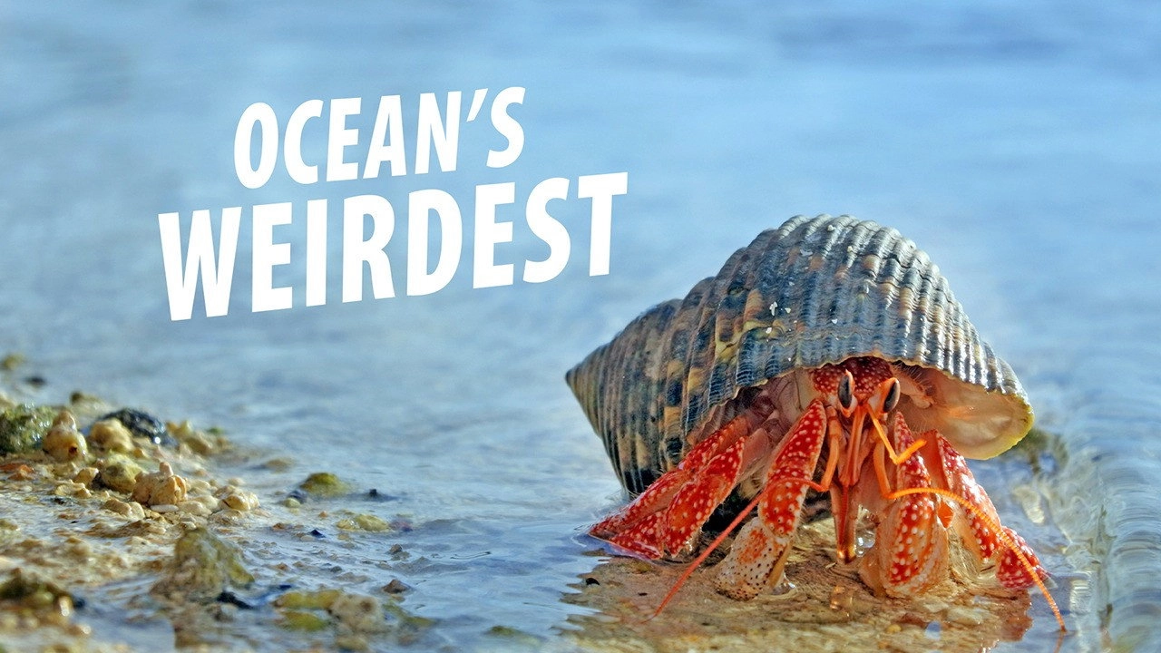 Ocean's Weirdest