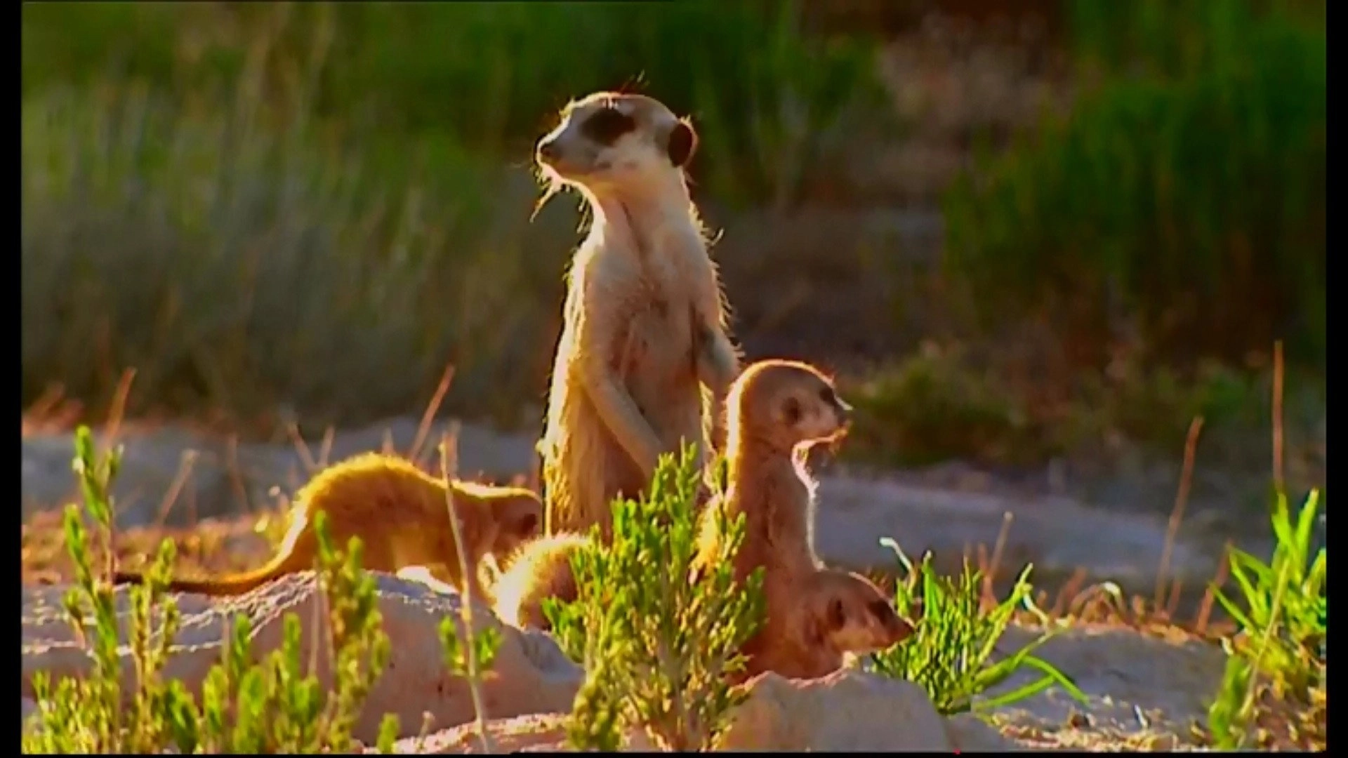 Animal Life: Young & Wild