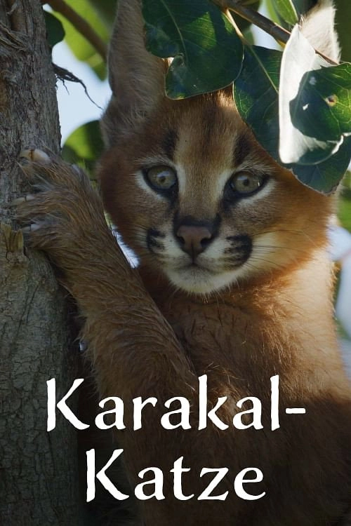 Caracal: The Lone Cat Society