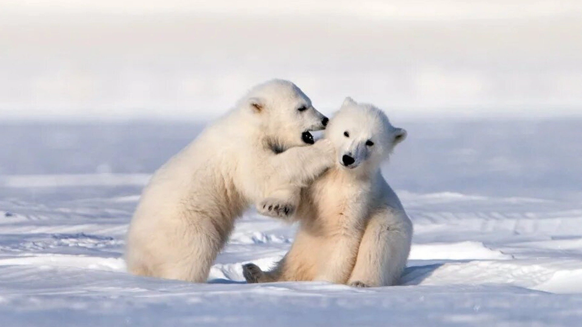 Kingdom of the Polar Bears
