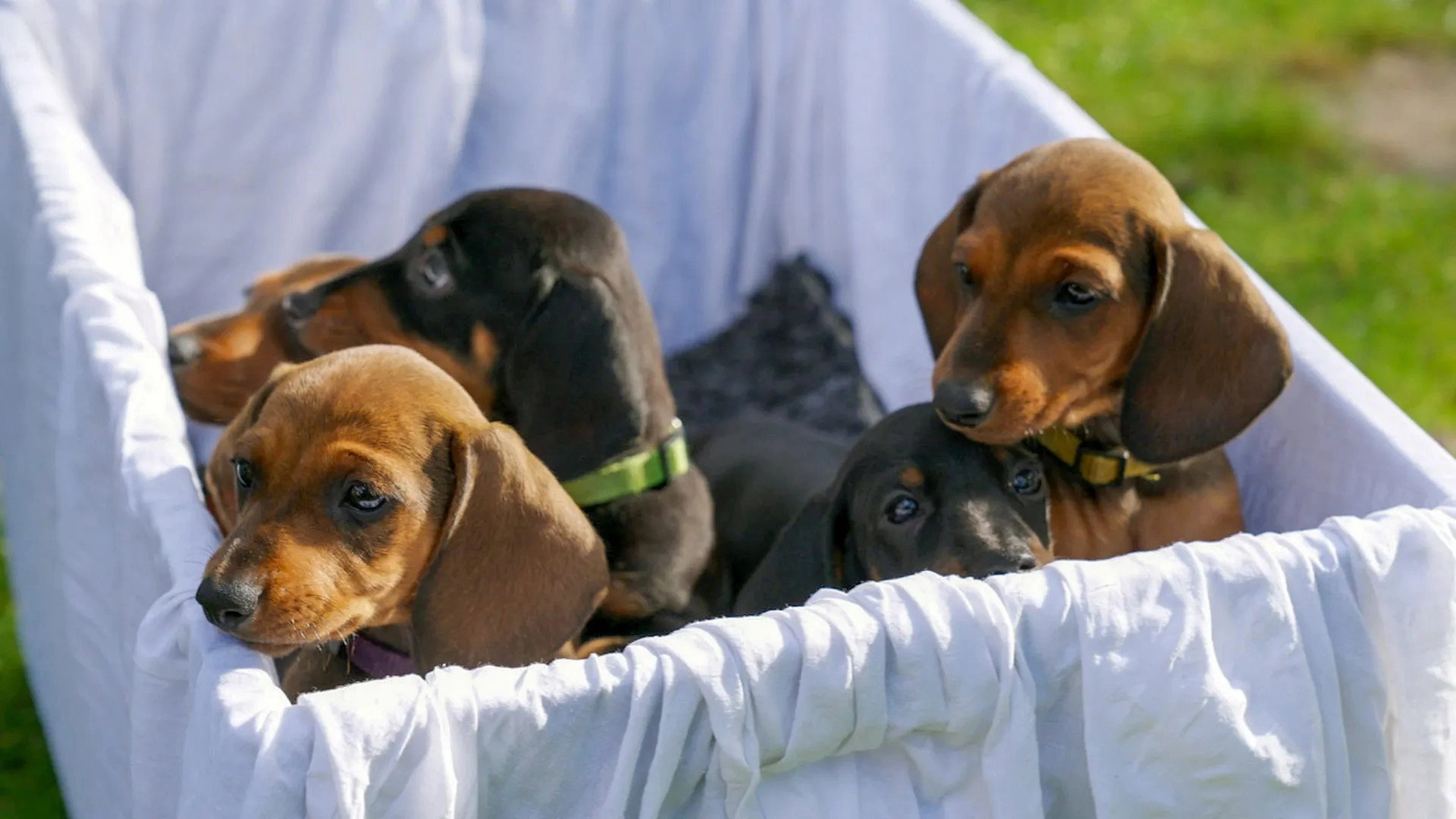 The Dachshund