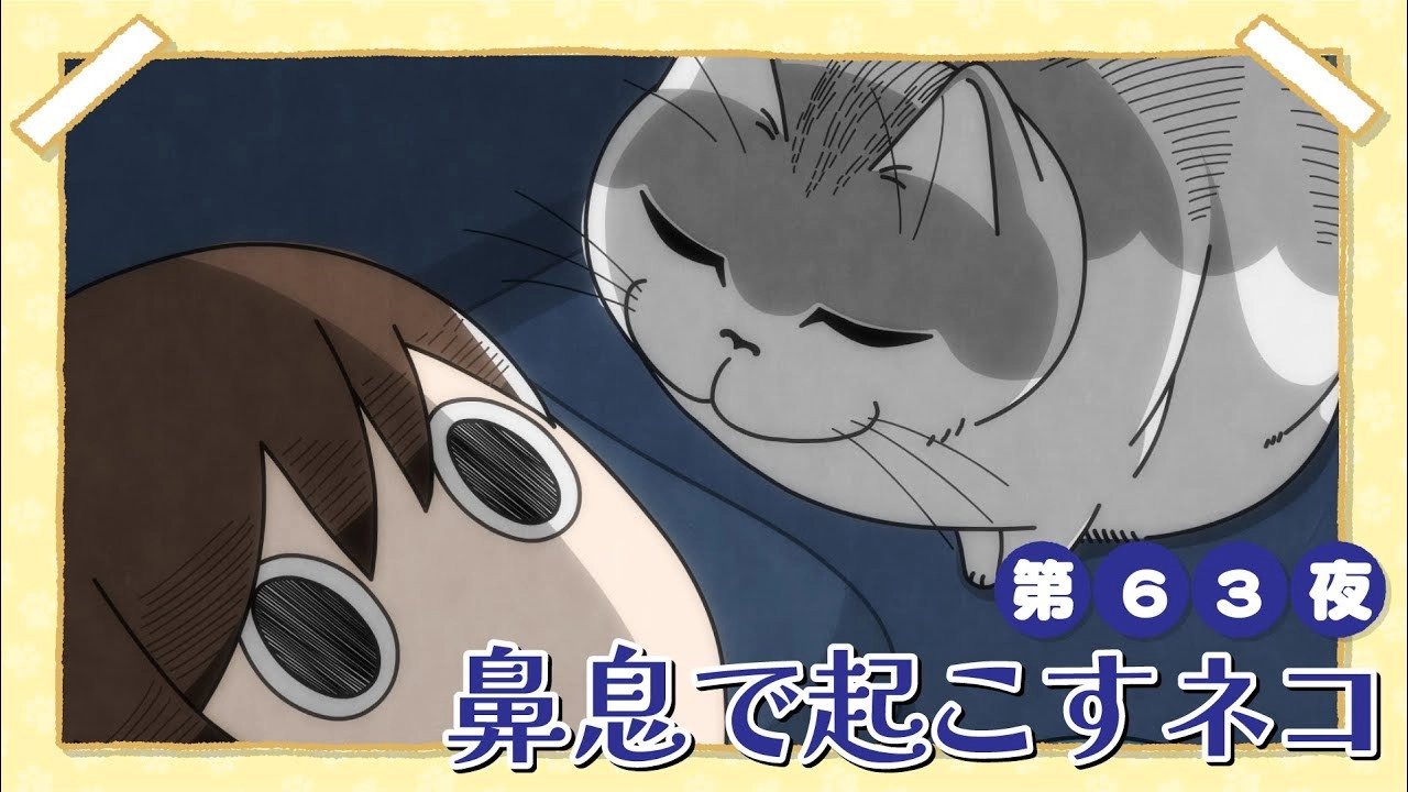 Nights with a Cat