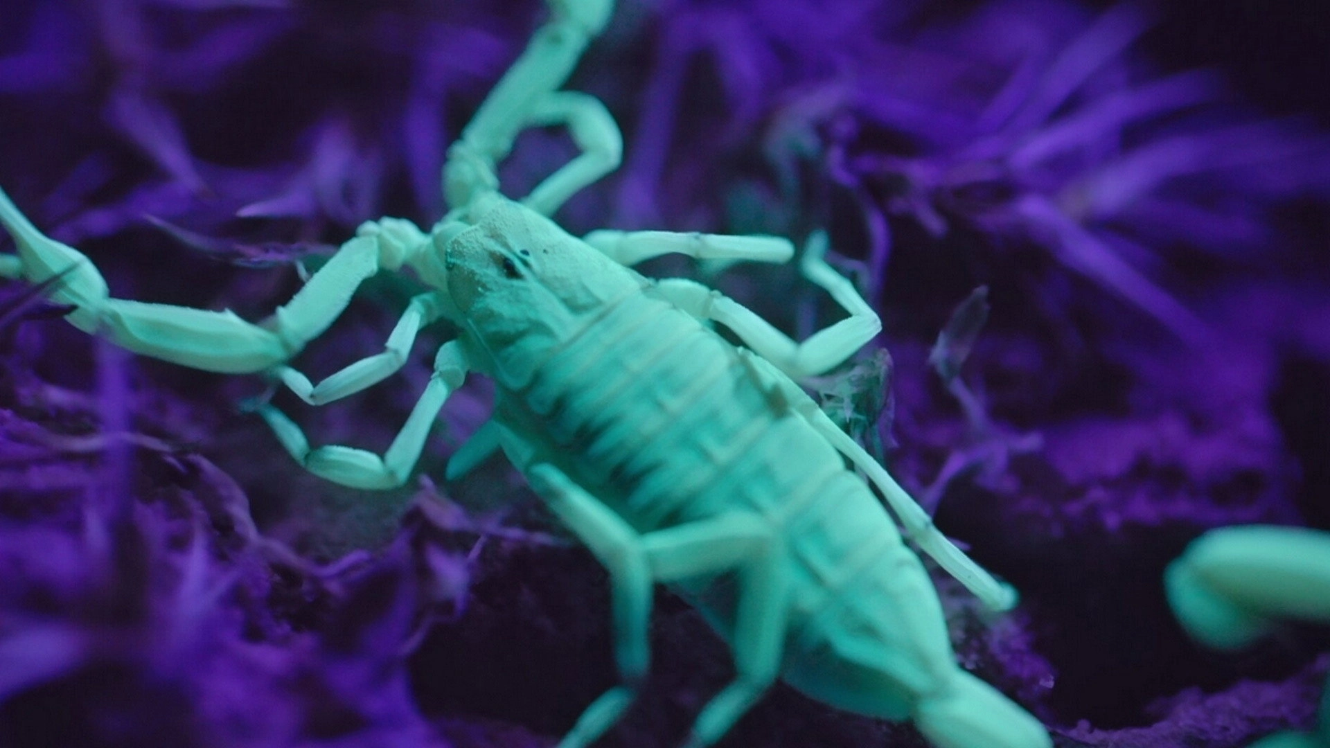 Alien Worlds