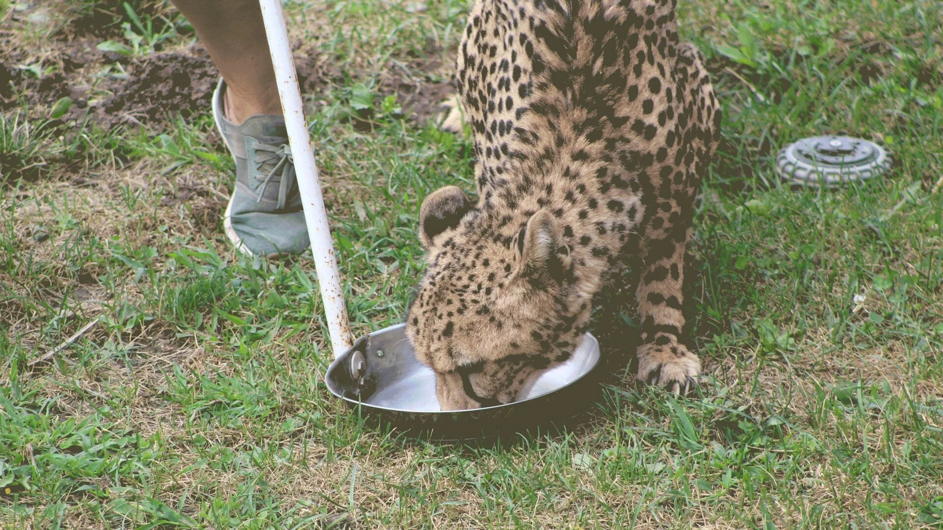 Secrets of the Zoo