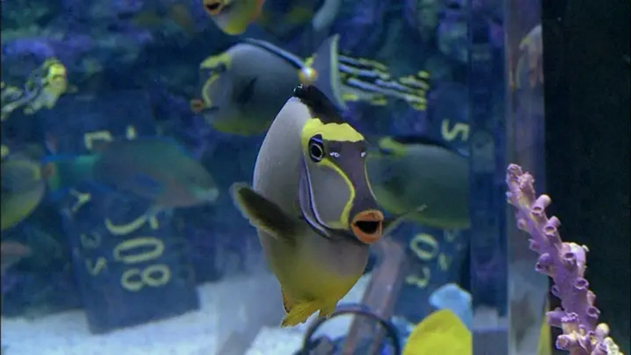 Tanked