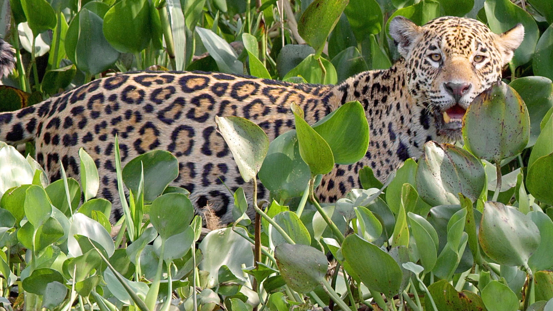 Brazil Untamed