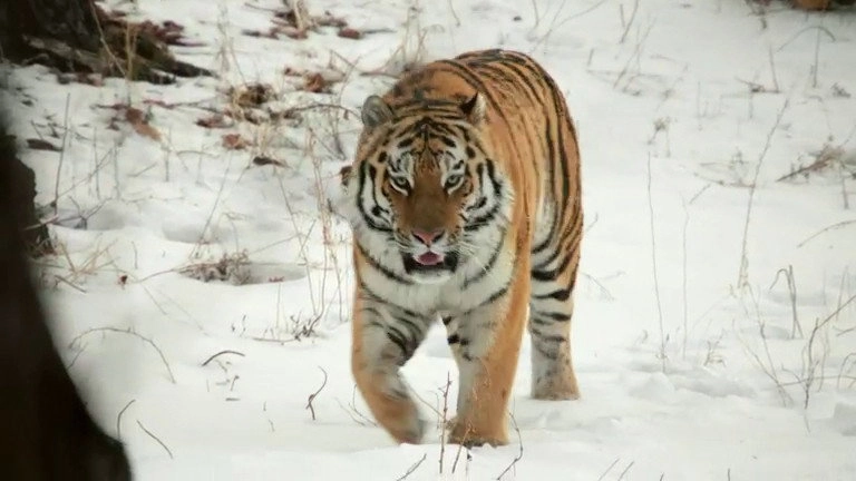 If I Were an Animal