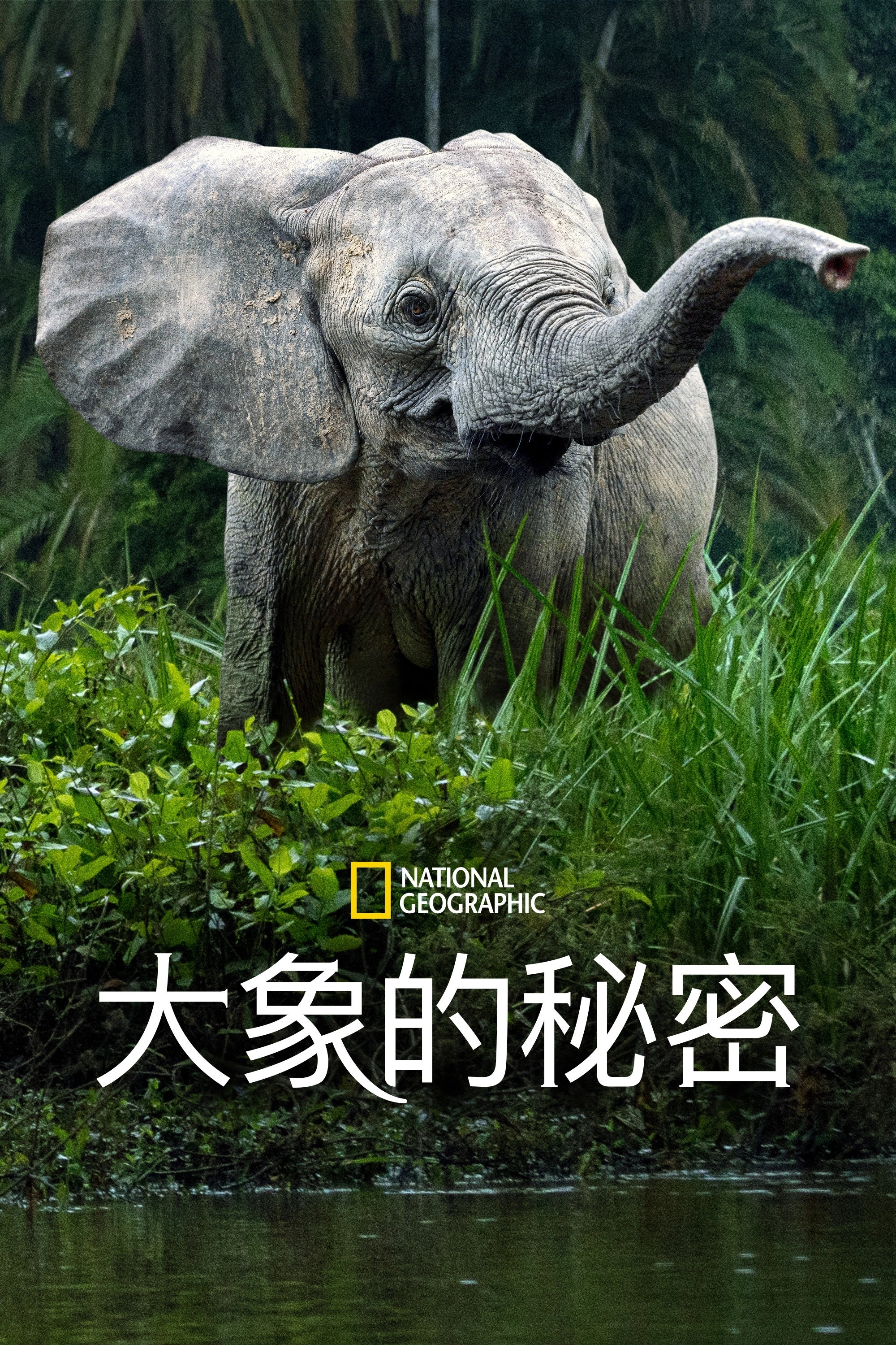 Secrets of the Elephants