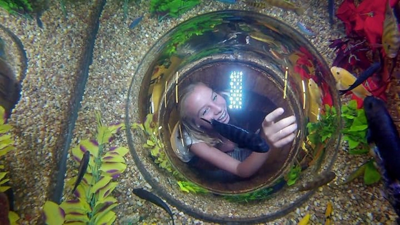 Tanked