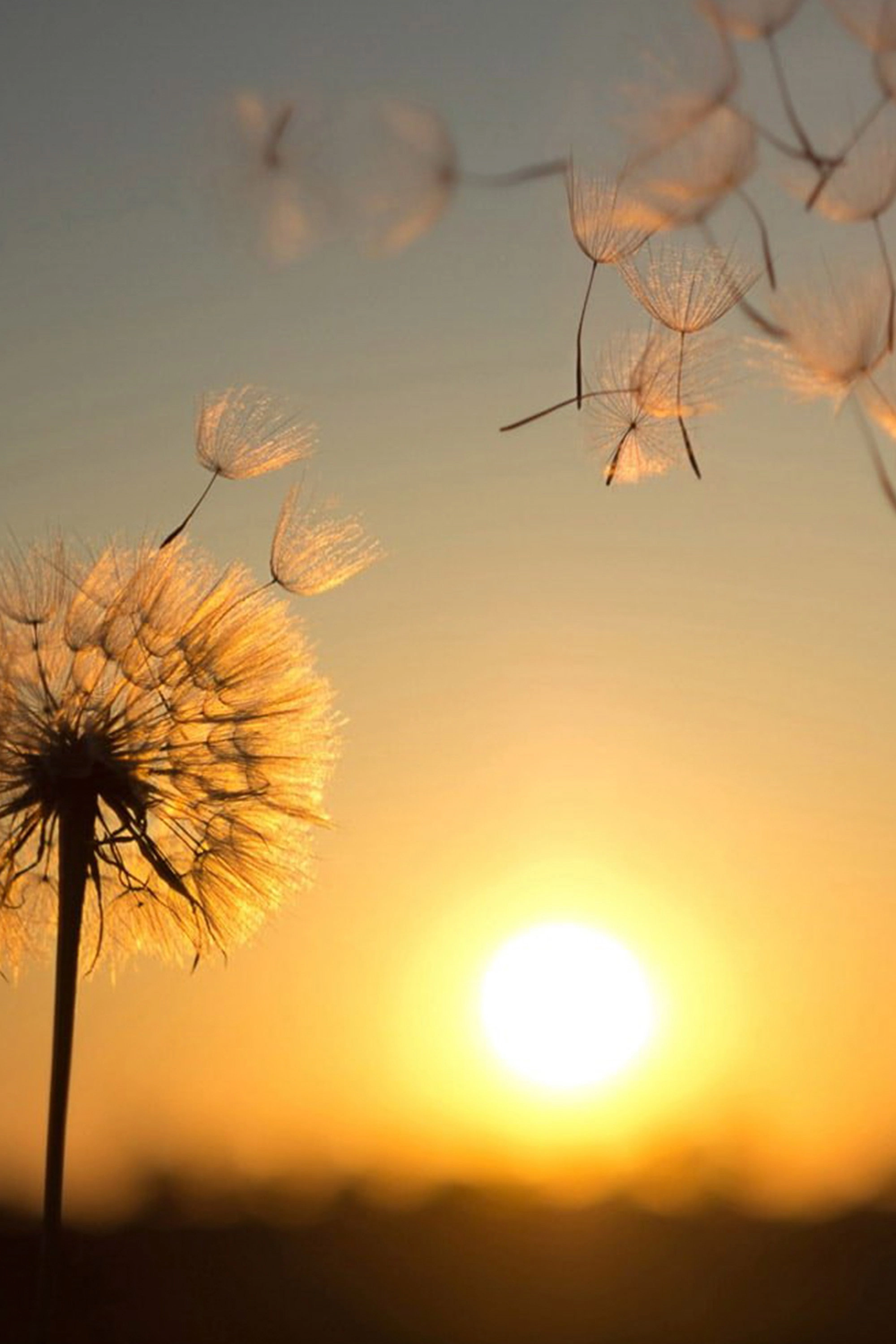 Pusteblume