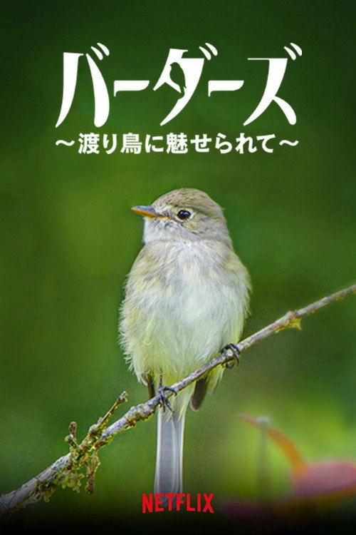 Birders