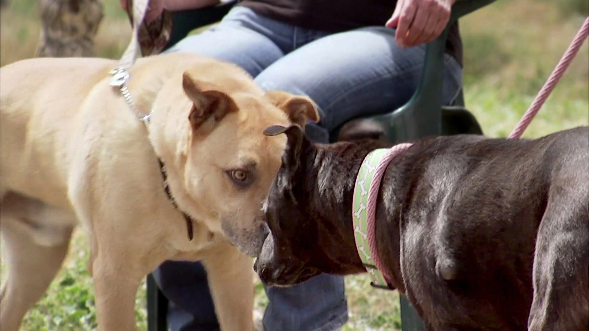 Pit Bulls and Parolees