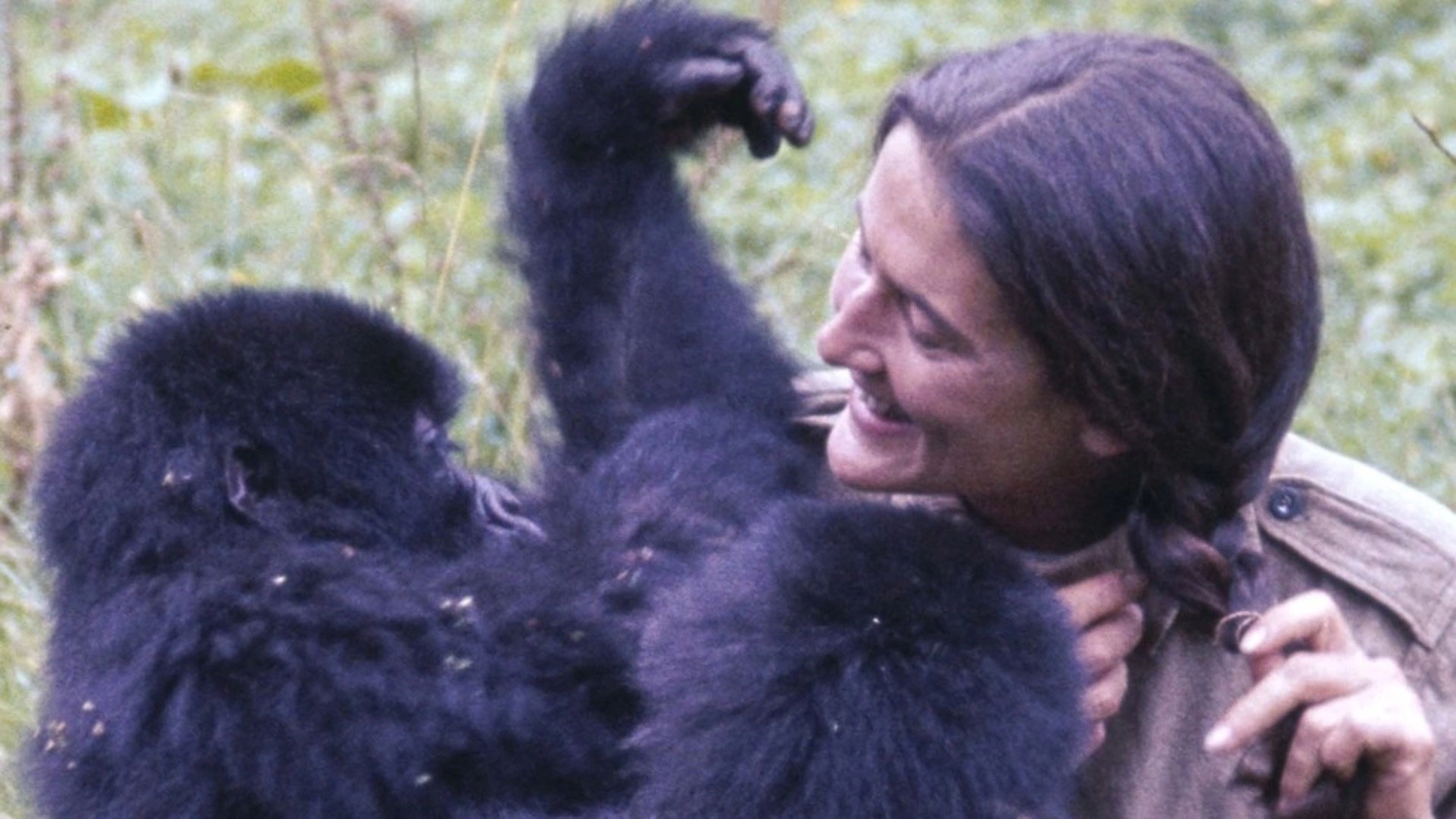 Dian Fossey: Ihr Leben für die Gorillas