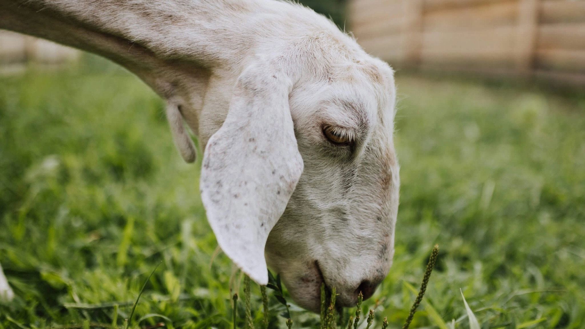 Saved By The Barn