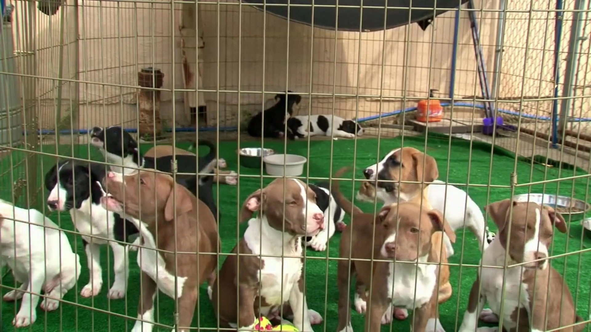 Pit Bulls and Parolees