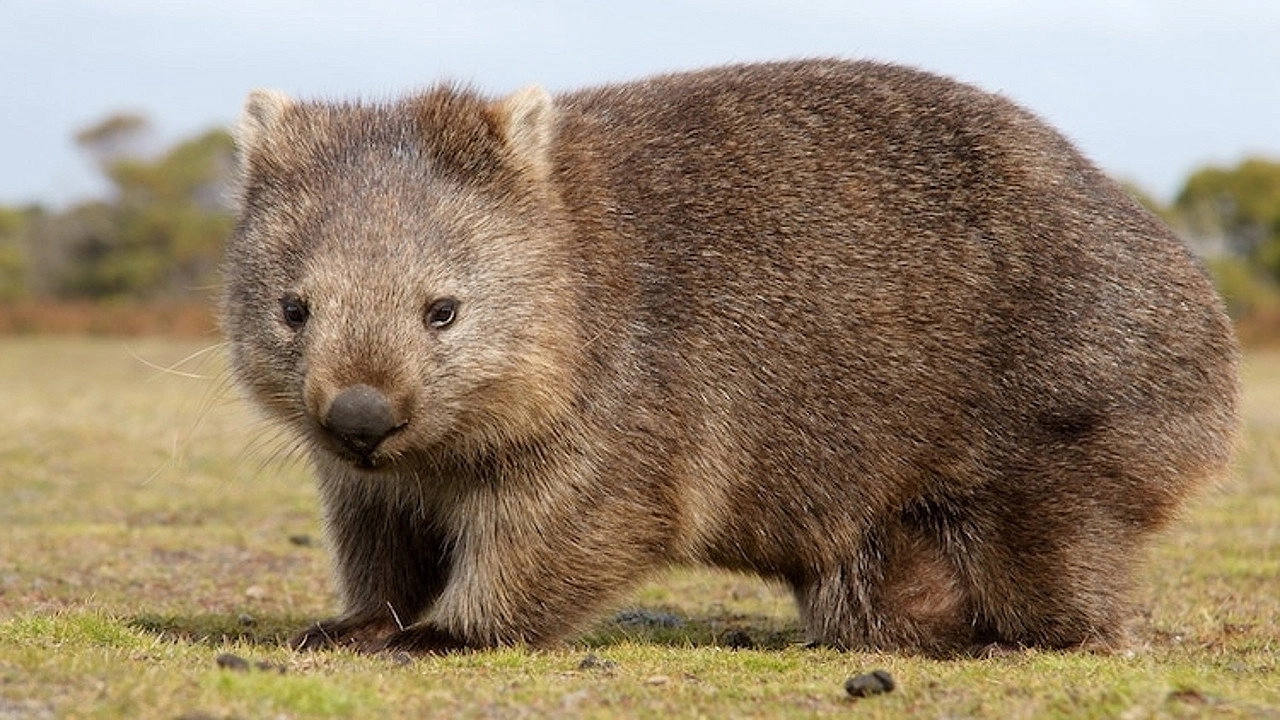 Australien