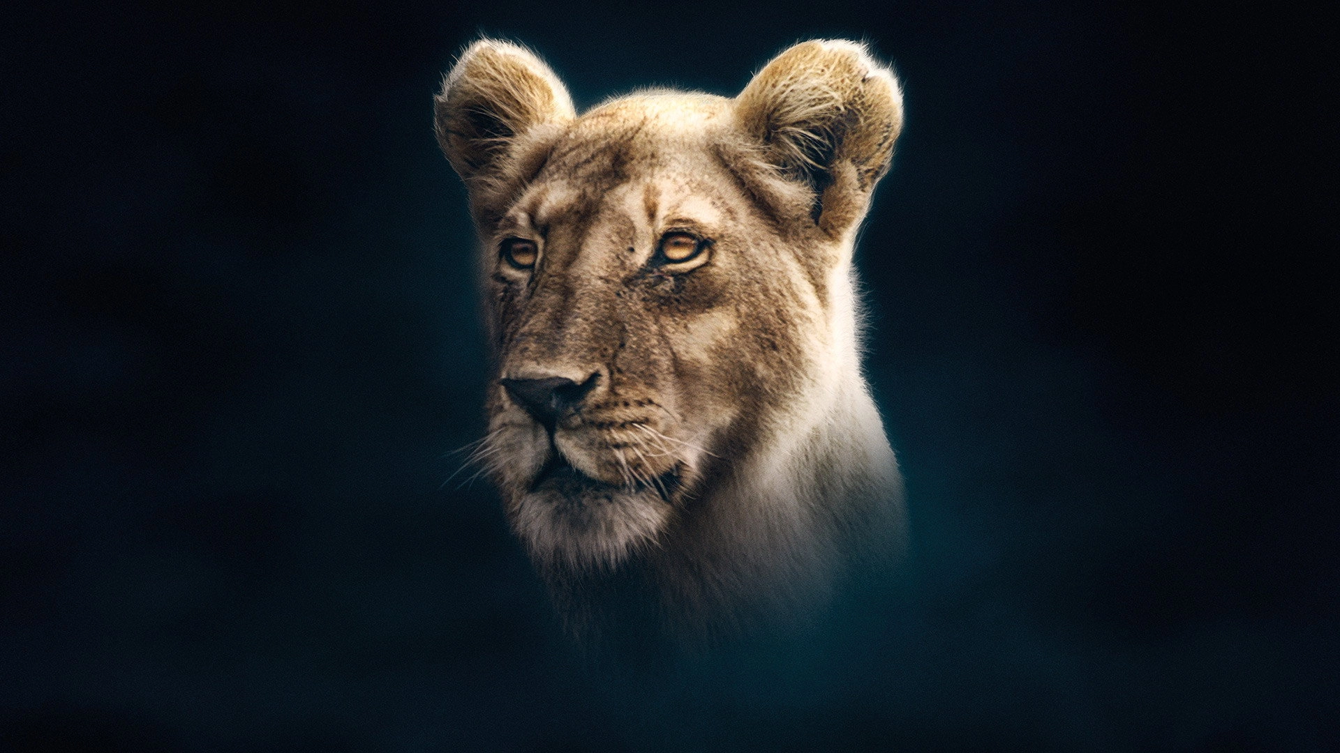 Dynasties