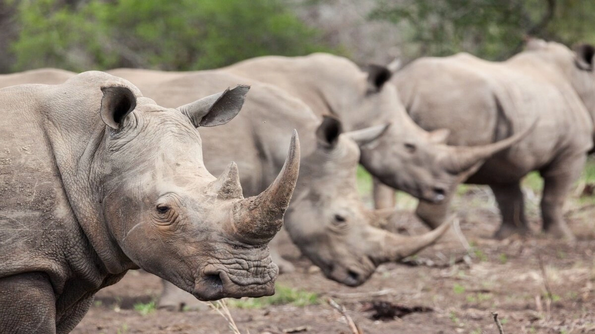 Wild South Africa