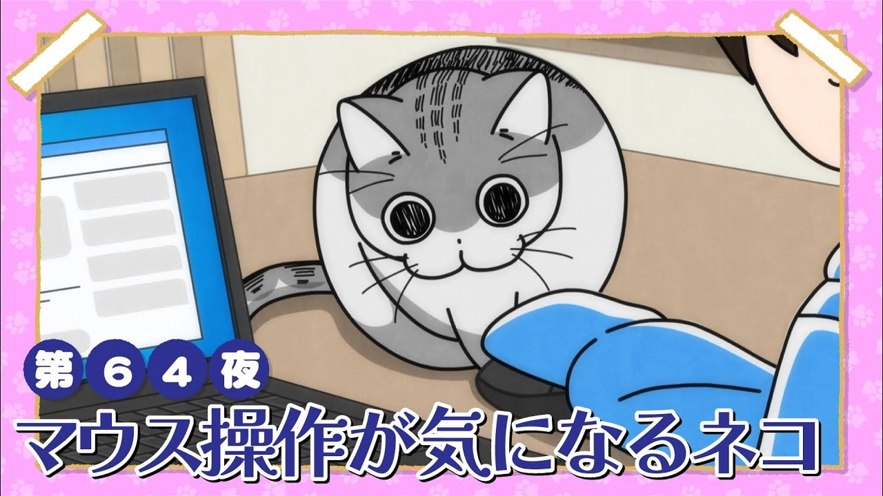 Nights with a Cat
