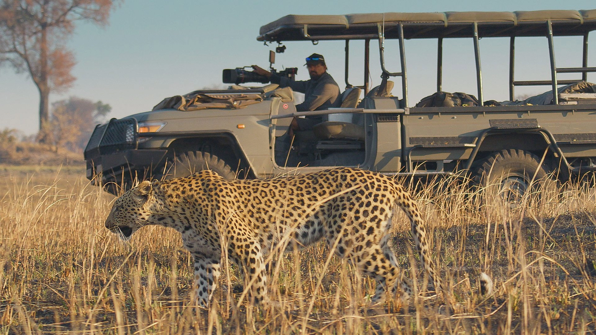 Big Cats 24/7