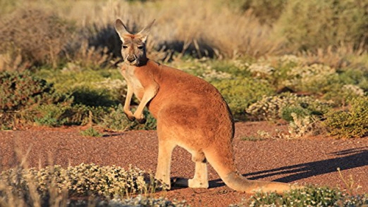 Australien