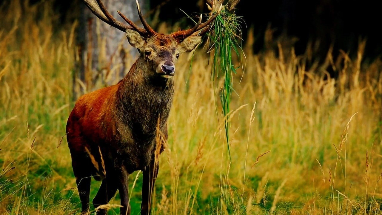 Wild Germany