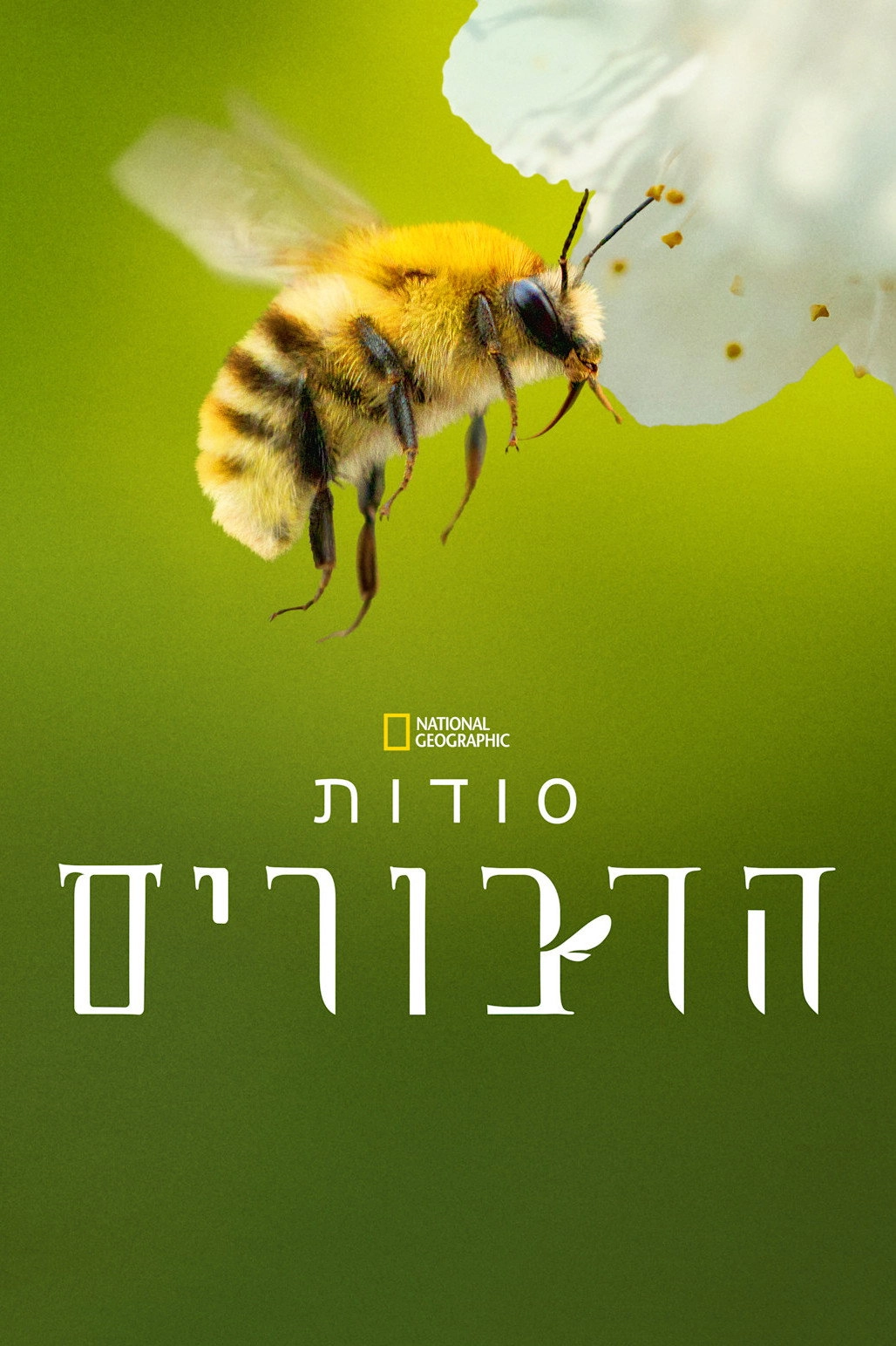 Secrets of the Bees