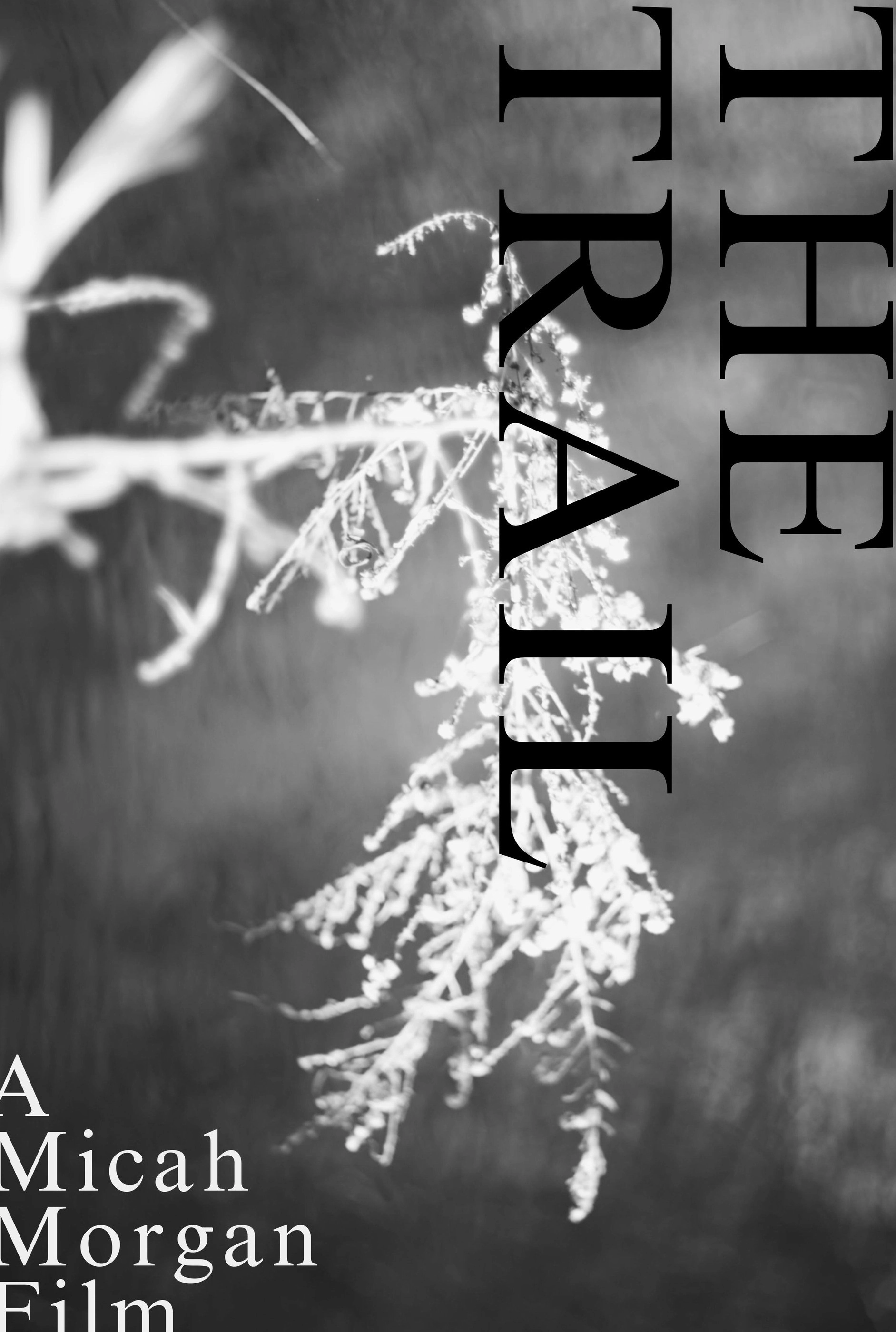 The Trail