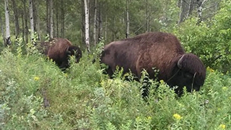 Kanadas Nationalparks