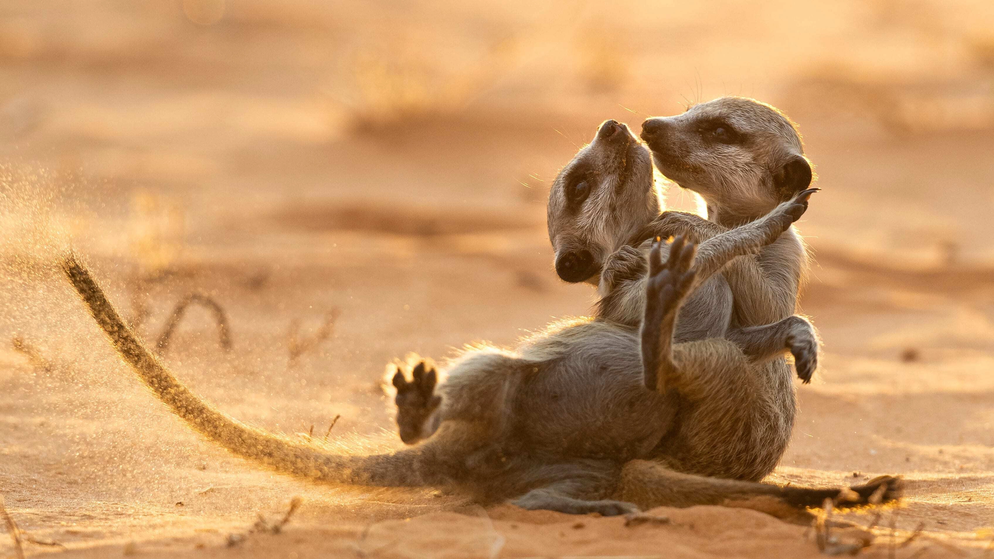 Meerkat Manor: Rise of the Dynasty