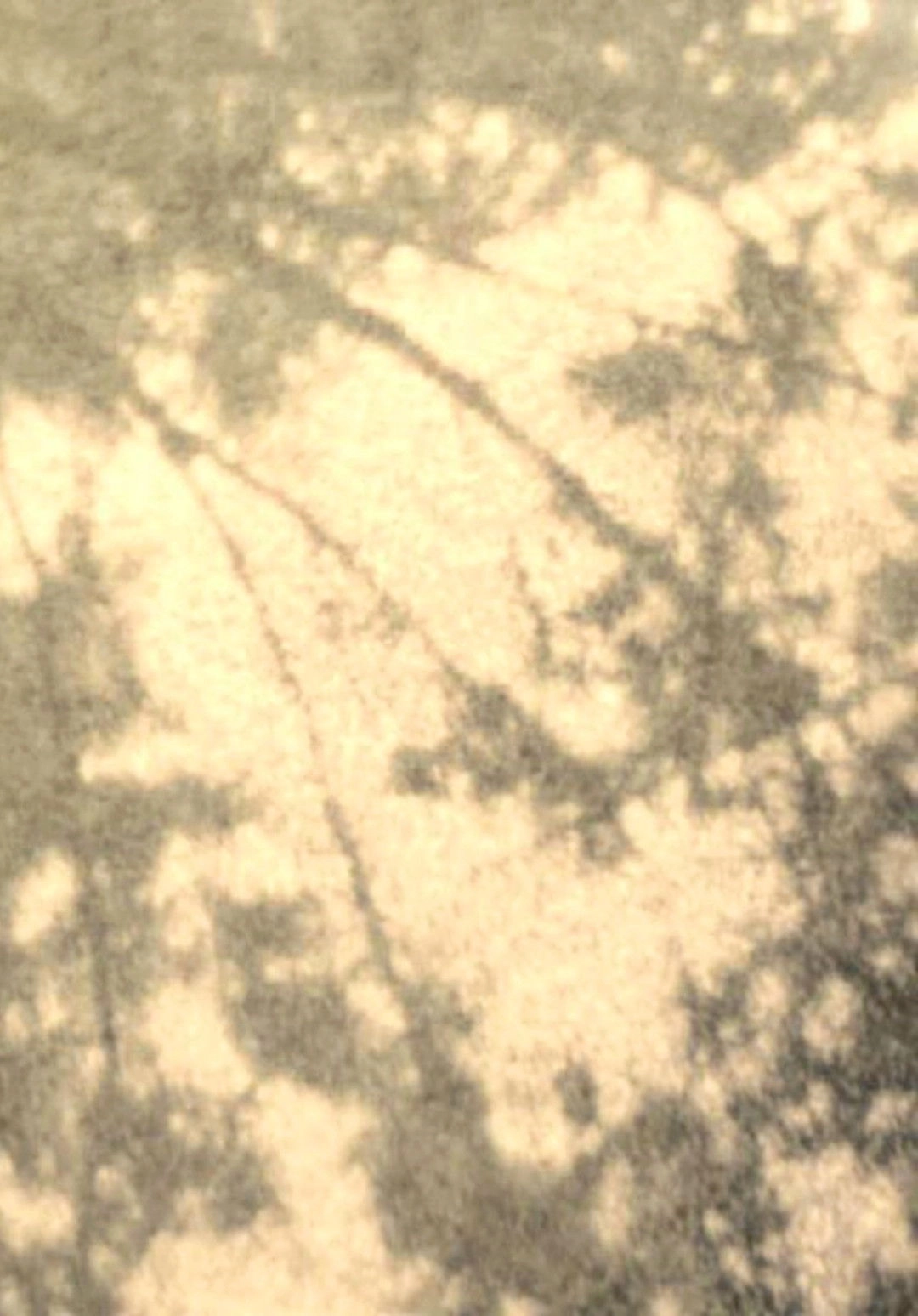 Wordless in Woods