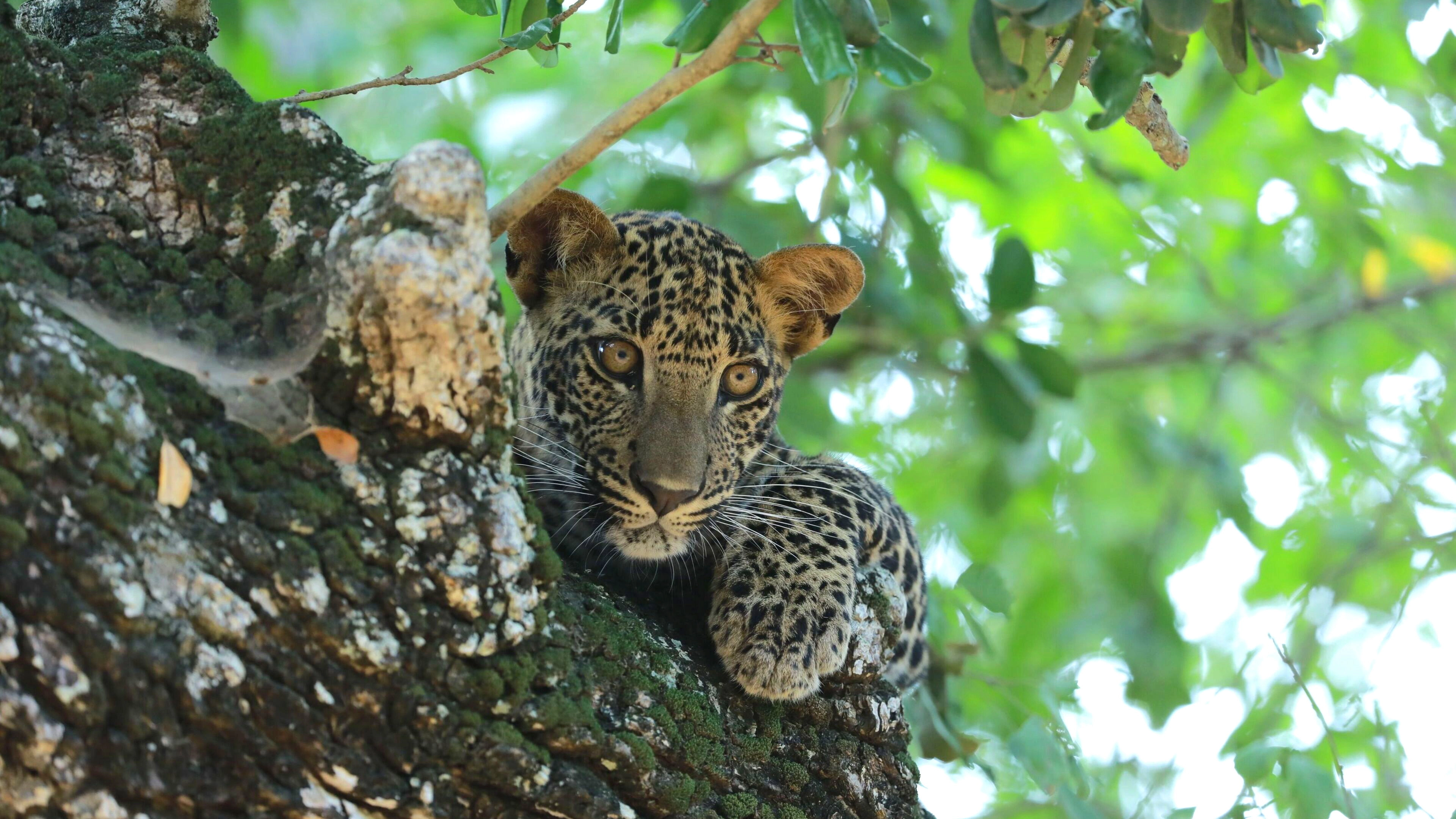 Sri Lanka: Leopard Dynasty