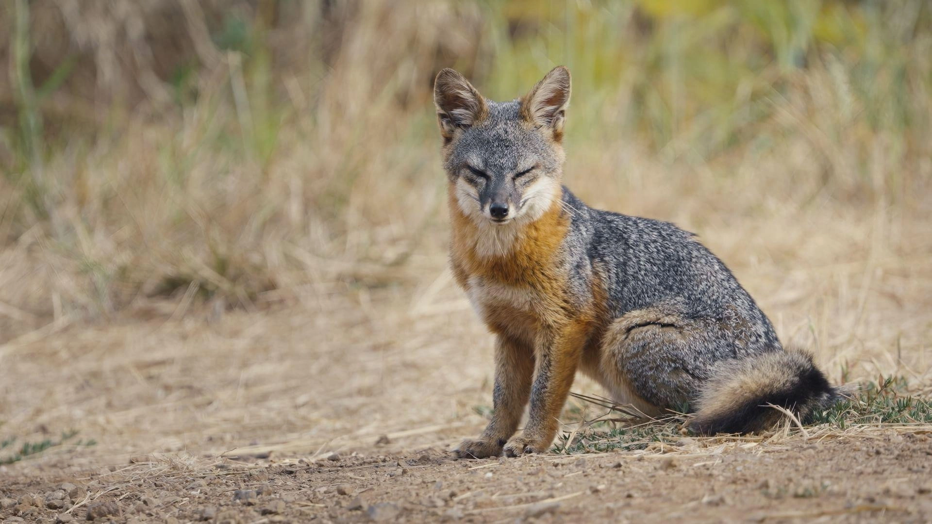 Le renard qui a sauvé son île