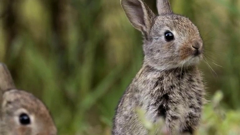 If I Were an Animal
