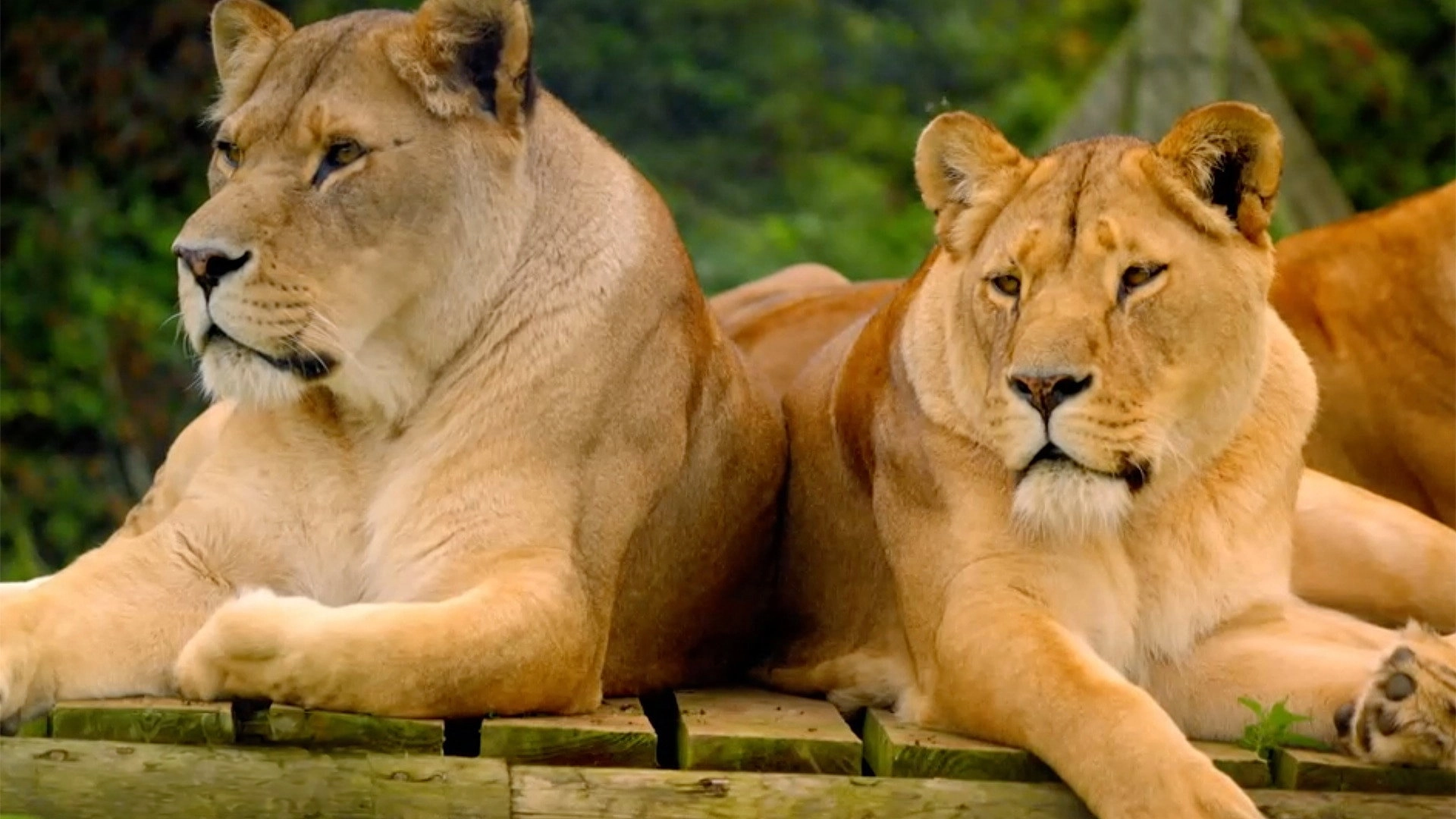 Secret Life of the Safari Park