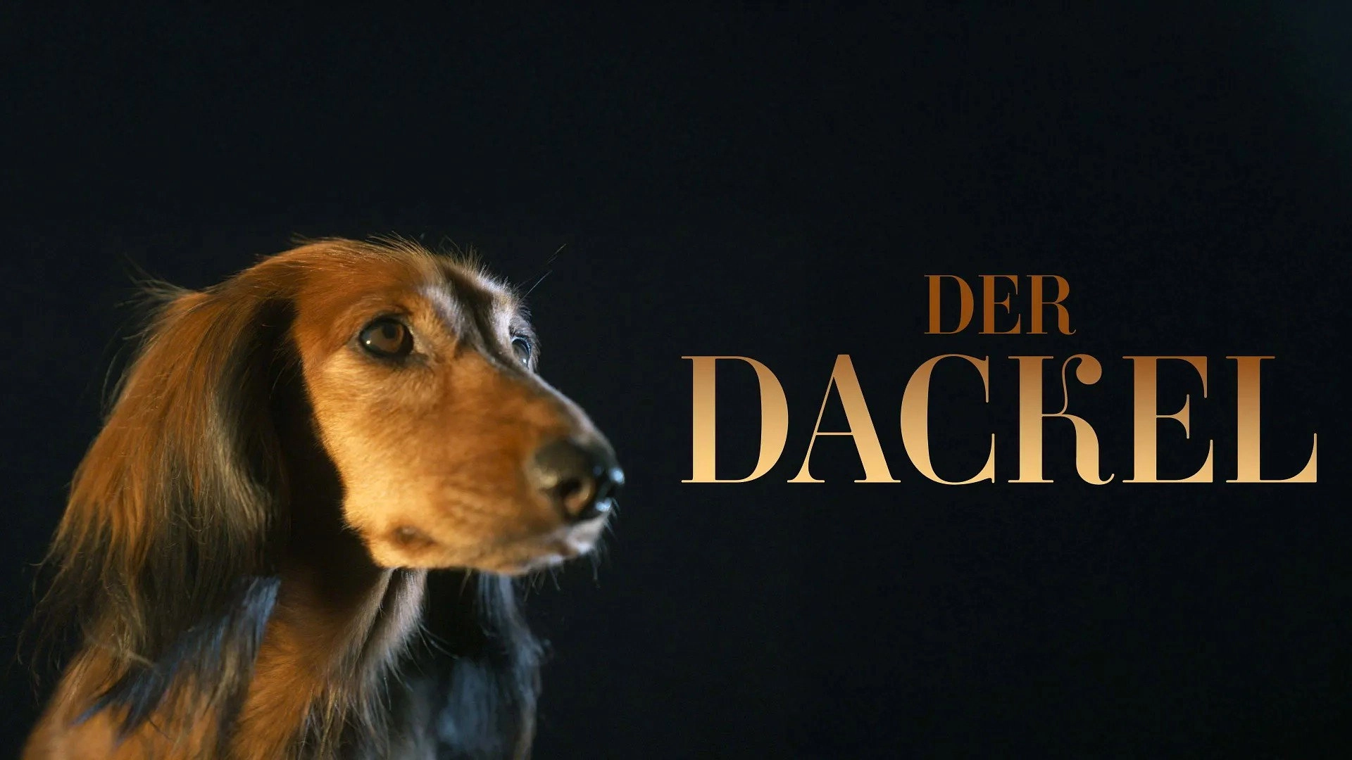 The Dachshund