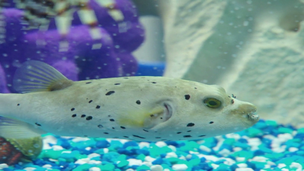 Tanked