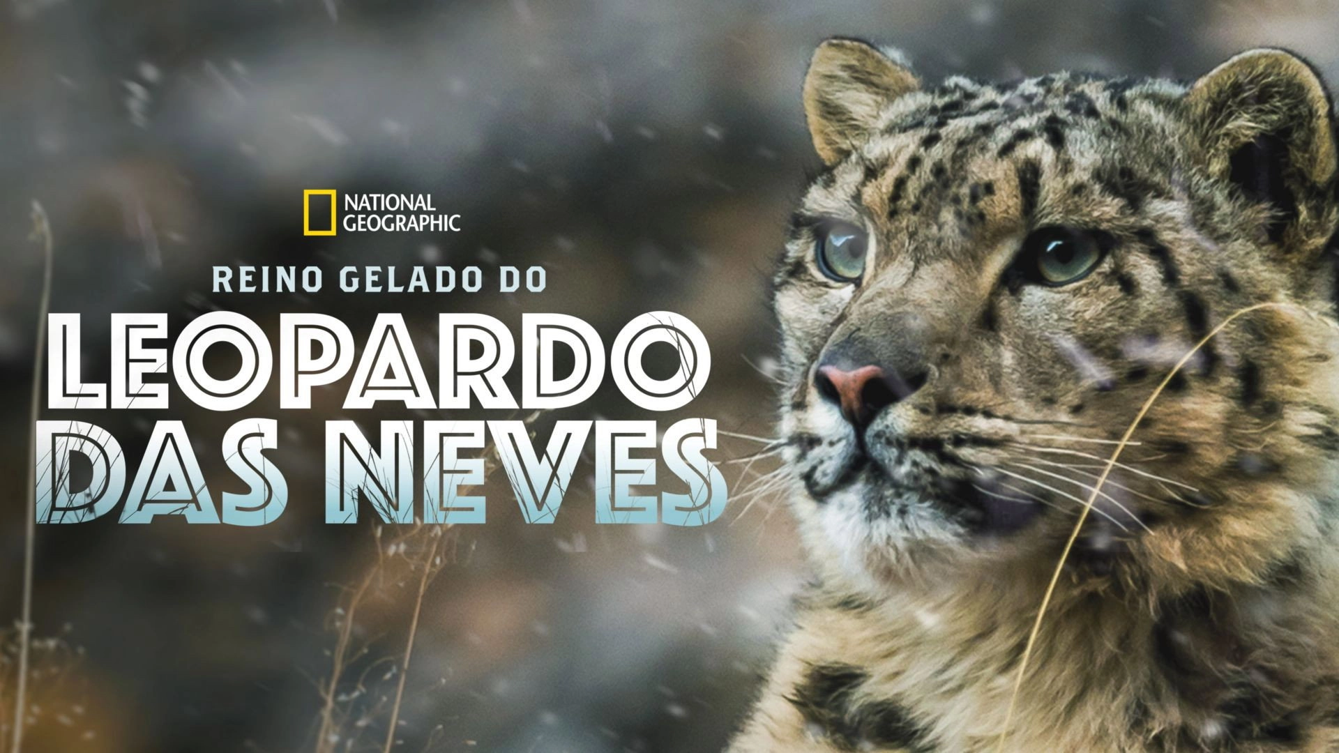 The Frozen Kingdom of the Snow Leopard