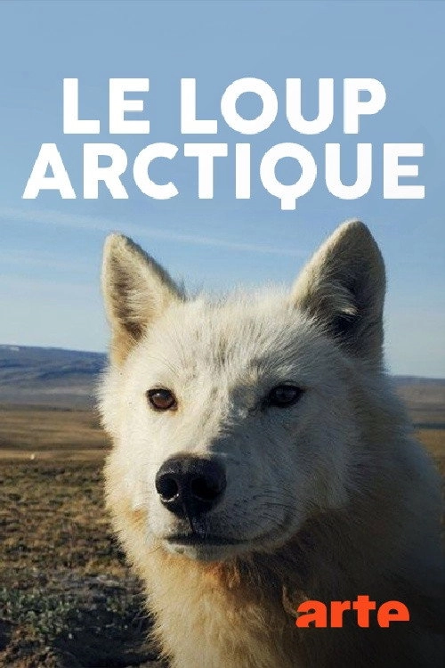 Polarwölfe - Überleben in Kanadas Arktis