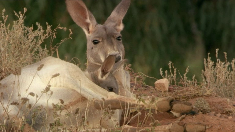 If I Were an Animal