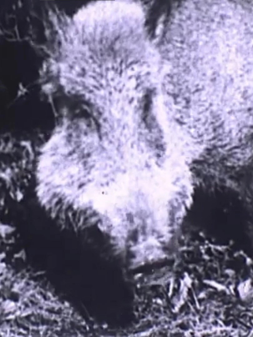 Boar Hunt