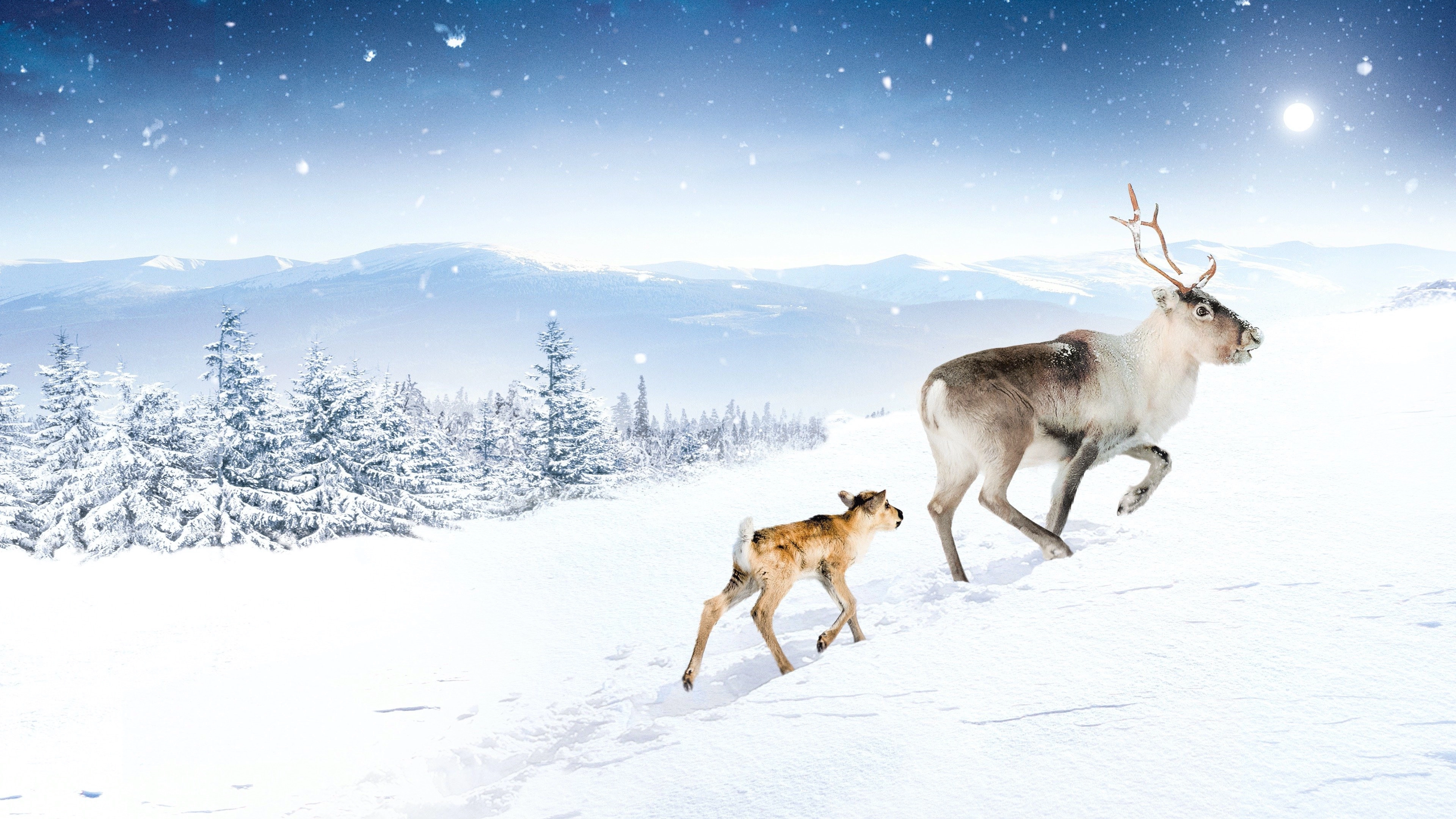 A Reindeer's Journey
