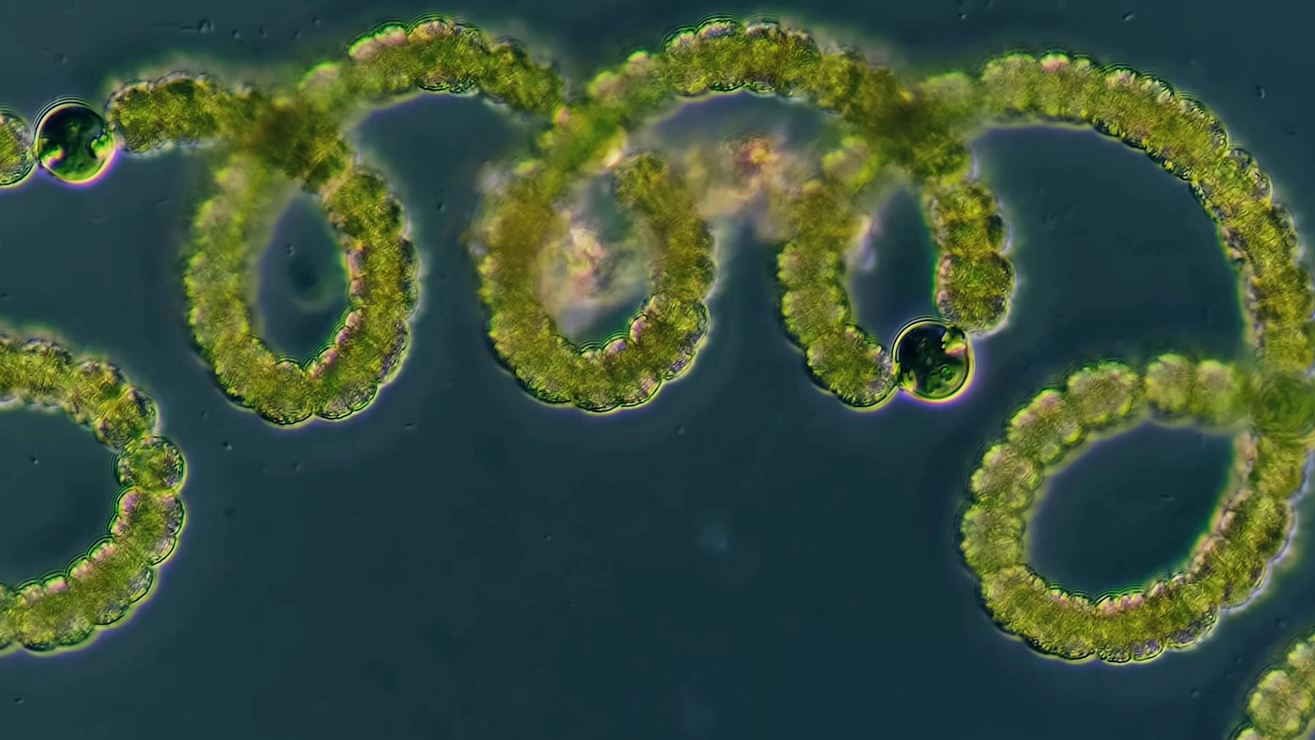 Magic Lotus Lantern