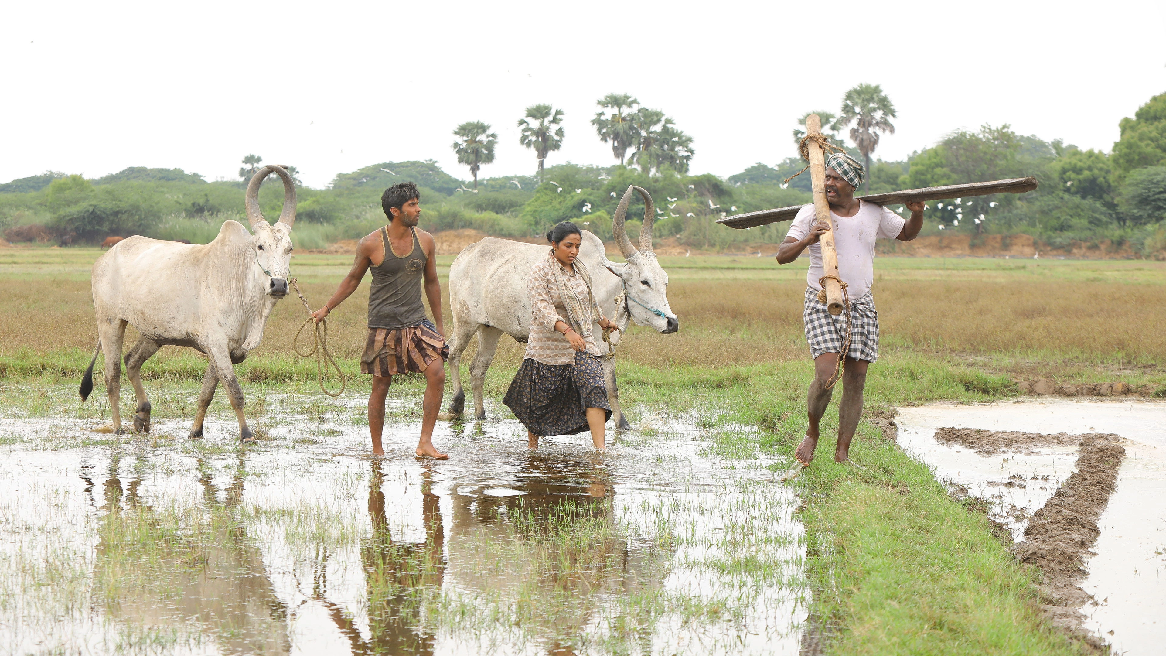 Bison Kaalamaadan
