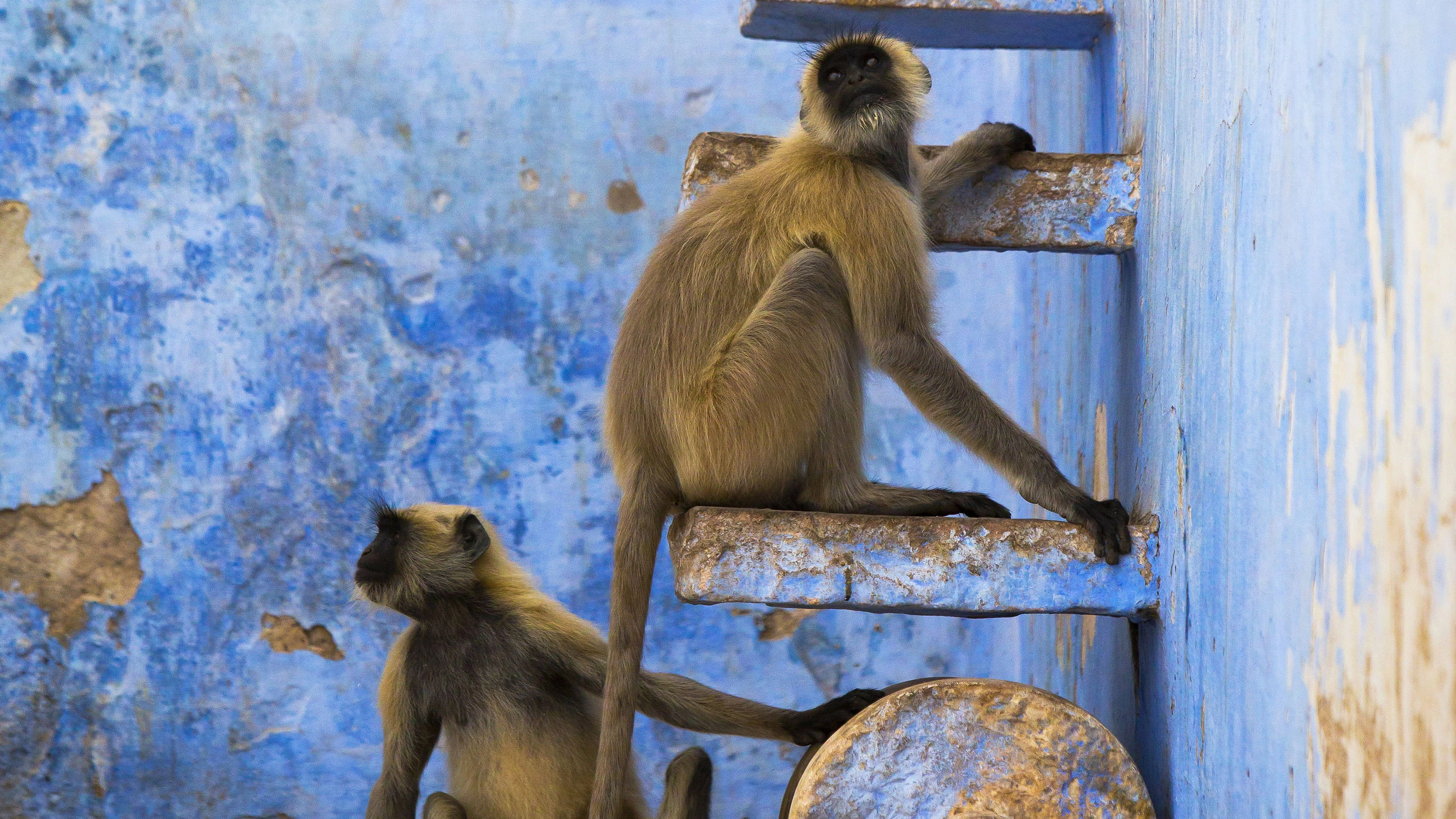 Planet Earth II